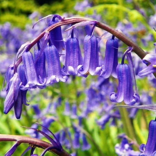 Hyacinthoides Hispanica Blue